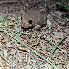 Limnodynastes dumerilii (Eastern Banjo Frog) at Monash, ACT - Yesterday by monkeybunks