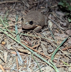 Limnodynastes dumerilii (Eastern Banjo Frog) at Monash, ACT - Today by monkeybunks