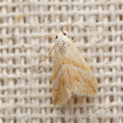 Eublemma inconspicua (Inconspicuous Eublemma) at  - suppressed by DPRees125