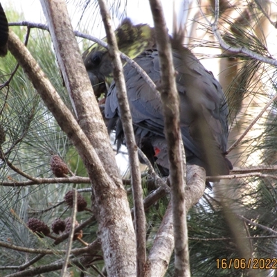 Calyptorhynchus lathami lathami (Glossy Black-Cockatoo) at Penrose, NSW - 16 Jun 2022 by GITM1