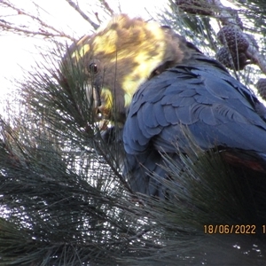 Calyptorhynchus lathami lathami (Glossy Black-Cockatoo) at Marulan, NSW - 18 Jun 2022 by GITM1