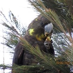 Calyptorhynchus lathami lathami (Glossy Black-Cockatoo) at Marulan, NSW - 19 Jun 2022 by GITM1