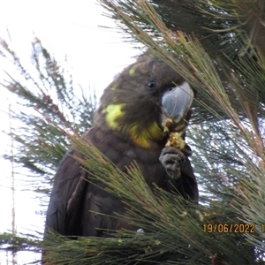 Calyptorhynchus lathami lathami (Glossy Black-Cockatoo) by GITM1