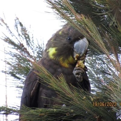 Calyptorhynchus lathami lathami (Glossy Black-Cockatoo) at Marulan, NSW - 19 Jun 2022 by GITM1