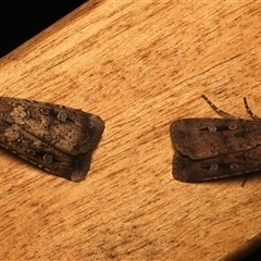 Agrotis infusa at Ainslie, ACT - 19 Oct 2025 by jb2602
