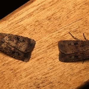Agrotis infusa at Ainslie, ACT - 19 Oct 2025 by jb2602