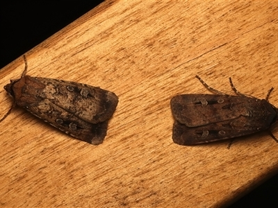 Agrotis infusa (Bogong Moth, Common Cutworm) at Ainslie, ACT - 19 Oct 2025 by jb2602