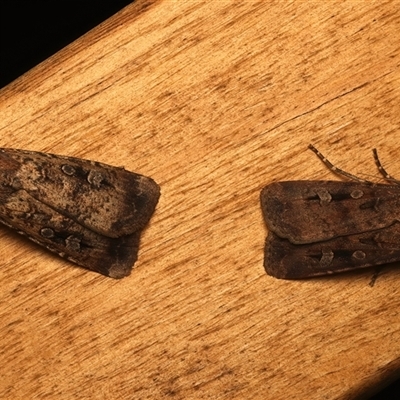 Agrotis infusa at Ainslie, ACT - 19 Oct 2025 by jb2602