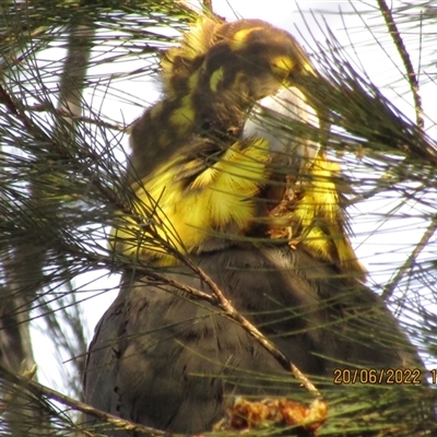 Calyptorhynchus lathami lathami (Glossy Black-Cockatoo) at Marulan, NSW - 20 Jun 2022 by GITM1