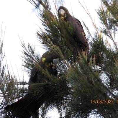 Calyptorhynchus lathami lathami (Glossy Black-Cockatoo) at Marulan, NSW - 20 Jun 2022 by GITM1