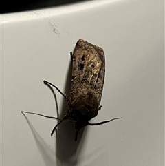 Agrotis infusa by JimL