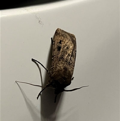 Agrotis infusa at  - suppressed by JimL