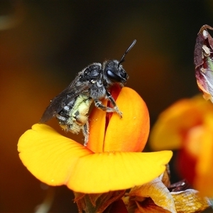 Lasioglossum (Chilalictus) sp. (genus & subgenus) at Yarralumla, ACT - 21 Oct 2025 by TimL