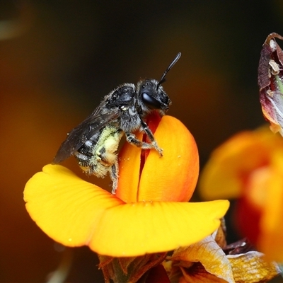 Lasioglossum (Chilalictus) sp. (genus & subgenus) at Yarralumla, ACT - 21 Oct 2025 by TimL