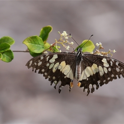Unverified White & Yellow (Pieridae) at Acton, ACT - Yesterday by TimL