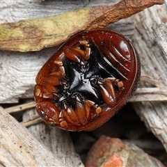 Dicranosterna immaculata (Acacia leaf beetle) at Yarralumla, ACT - 21 Oct 2025 by TimL