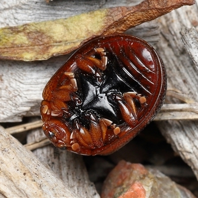 Dicranosterna immaculata (Acacia leaf beetle) at Yarralumla, ACT - 21 Oct 2025 by TimL
