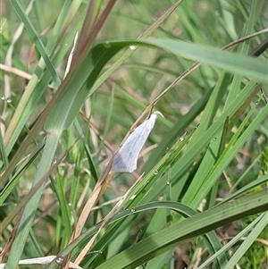Unverified Moth (Lepidoptera) at Undefined - Yesterday by Cheesey