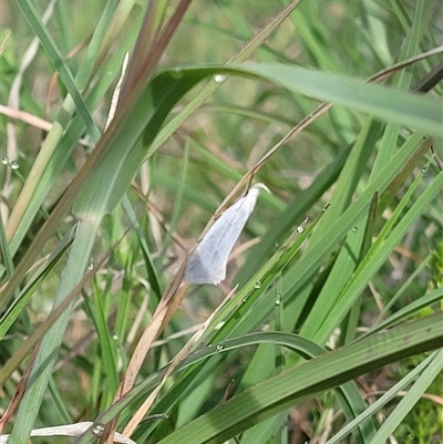 Unverified Moth (Lepidoptera) at Harrison, ACT - Yesterday by Cheesey