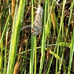 Utetheisa (genus) (A tiger moth) at Harrison, ACT - Yesterday by Cheesey