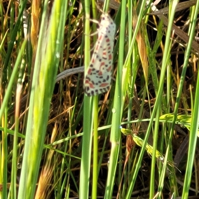 Utetheisa (genus) (A tiger moth) at Harrison, ACT - Yesterday by Cheesey