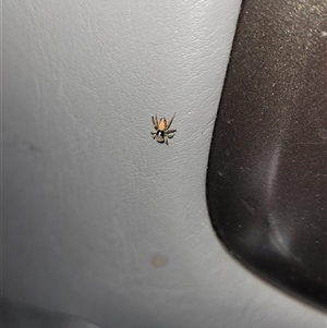Unverified Jumping or peacock spider (Salticidae) at Harrison, ACT - Yesterday by Cheesey