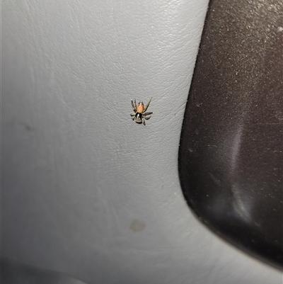 Maratus pavonis (Dunn's peacock spider) at Harrison, ACT - Yesterday by Cheesey