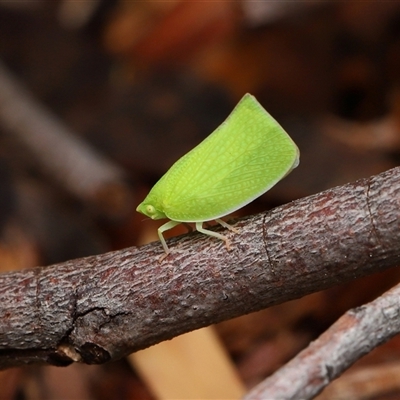Siphanta acuta (Green planthopper, Torpedo bug) at Acton, ACT - Yesterday by TimL