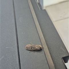 Agrotis infusa (Bogong Moth, Common Cutworm) at Belconnen, ACT - Today by EcoIzzy