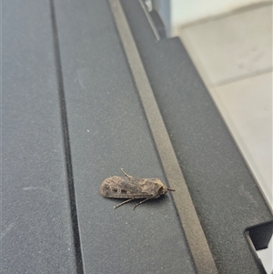 Agrotis infusa at Belconnen, ACT - Today by EcoIzzy