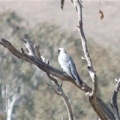 Coracina novaehollandiae (Black-faced Cuckooshrike) at Tharwa, ACT - 31 Aug 2025 by MichaelBedingfield