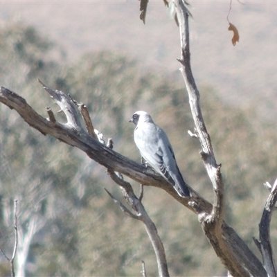 Coracina novaehollandiae (Black-faced Cuckooshrike) at Tharwa, ACT - 31 Aug 2025 by MichaelBedingfield