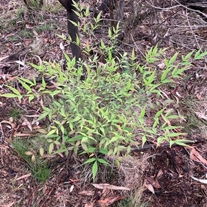 Nandina domestica (Sacred Bamboo) at Hackett, ACT - Yesterday by waltraud