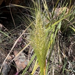 Austrostipa densiflora (Foxtail Speargrass) at Acton, ACT - Today by LeahColebrook