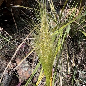 Unverified Grass at Acton, ACT - Today by LeahColebrook