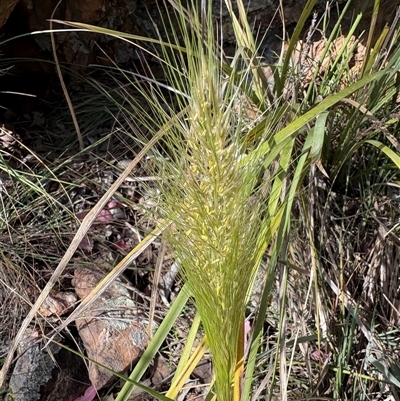 Austrostipa densiflora (Foxtail Speargrass) at Acton, ACT - Today by LeahColebrook