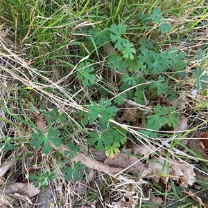 Unverified Other Wildflower or Herb at Canyonleigh, NSW - Yesterday by blacksheep
