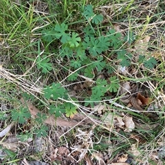 Unverified at suppressed - suppressed