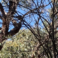 Unverified at suppressed - suppressed