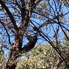 Unverified at suppressed - suppressed