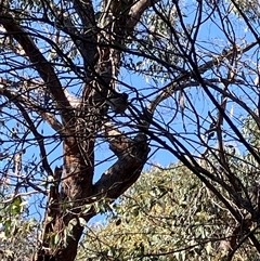 Unverified at suppressed - suppressed