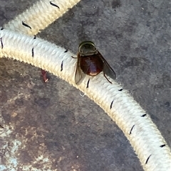 Unverified True fly (Diptera) at Canyonleigh, NSW - Yesterday by blacksheep