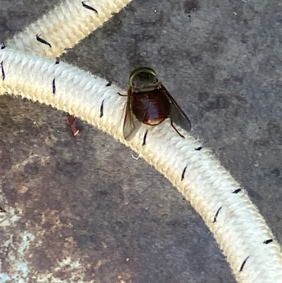 Unverified True fly (Diptera) at Canyonleigh, NSW - Yesterday by blacksheep