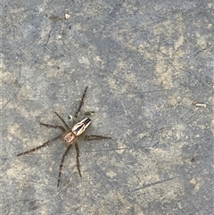 Unverified Spider at Canyonleigh, NSW - Yesterday by blacksheep