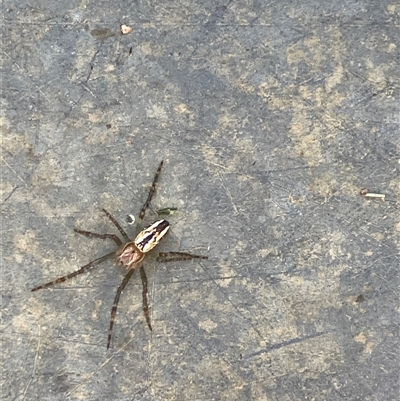 Unverified Spider at Canyonleigh, NSW - Yesterday by blacksheep
