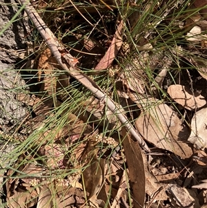 Unverified Rush, Sedge or Mat Rush at Canyonleigh, NSW - Yesterday by blacksheep
