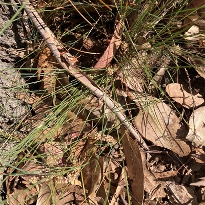 Unverified Rush, Sedge or Mat Rush at Canyonleigh, NSW - 22 Oct 2025 by blacksheep