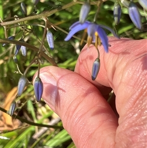 Unverified Other Wildflower or Herb at Canyonleigh, NSW - 21 Oct 2025 by blacksheep