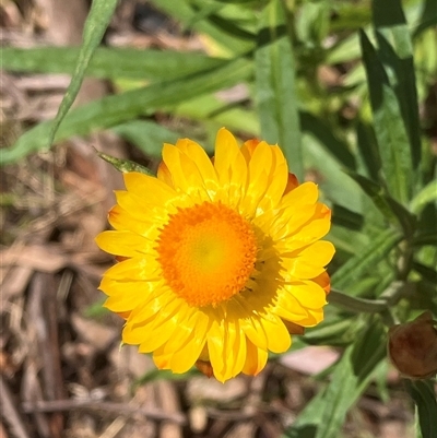 Argentipallium dealbatum at Canyonleigh, NSW - 21 Oct 2025 by blacksheep