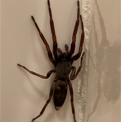 Unverified Other hunting spider at Canyonleigh, NSW - 20 Oct 2025 by blacksheep